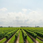 About Texas Hill Country Wines