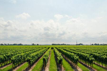 Photo of About Texas Hill Country Wines
