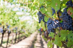 purple-grapes-vineyard-napa-valley-napa-vineyard-39351-300x200  