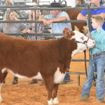 Kendall County Junior Livestock Auction
