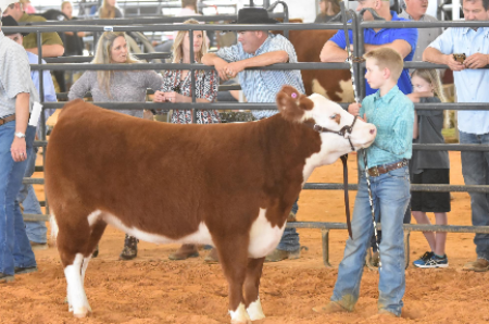 Photo of Kendall County Junior Livestock Auction