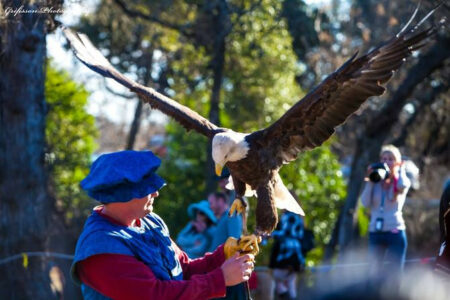 Photo of Kerrville Renaissance Festival
