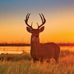 Where to Buy A Hunting License in Boerne, Texas