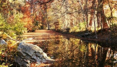Photo of Where to See Fall Foliage in The Texas Hill Country
